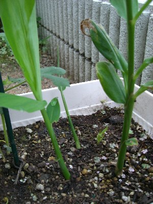 みょうがの芽が増える 家庭菜園 お庭でお野菜成長記録