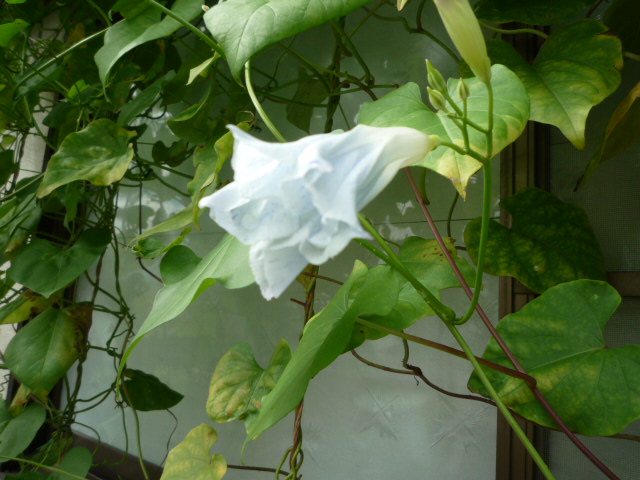 朝顔蕾2