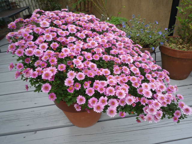 菊1