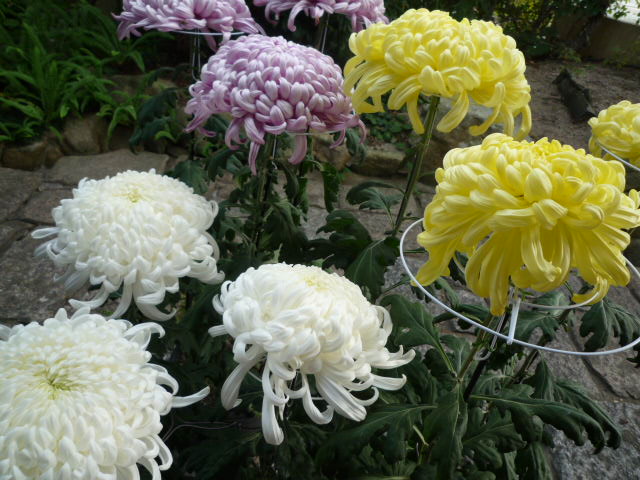 菊2