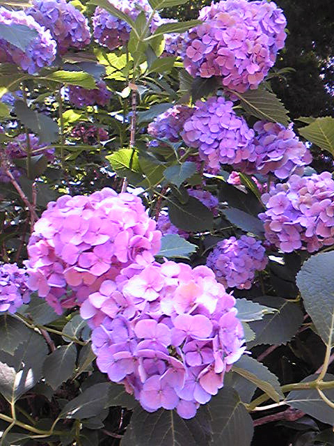 Image20150626.jpg