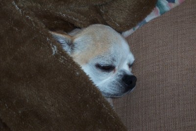 チワワさん