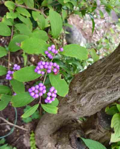 コムラサキ ムラサキシキブ 花いっぱいの庭で