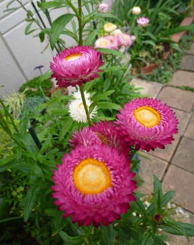 色違いの帝王貝細工 花いっぱいの庭で