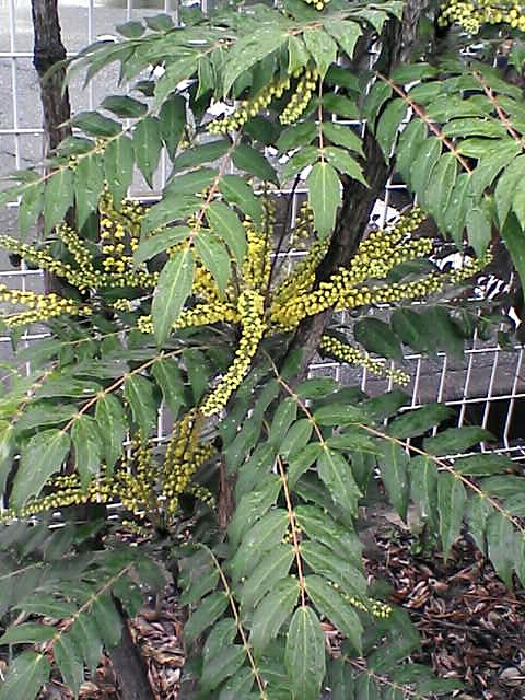 黄色い小粒の花1