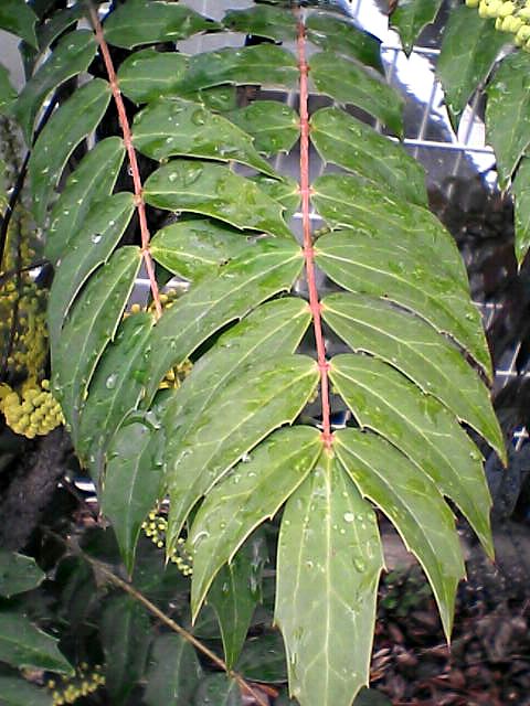 黄色い小粒の花2
