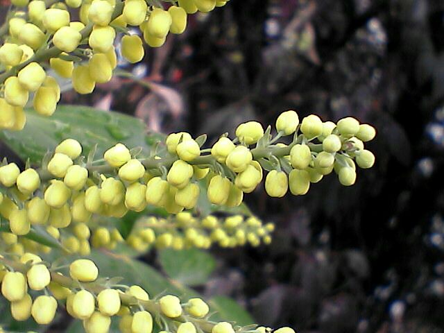 黄色い小粒の花3