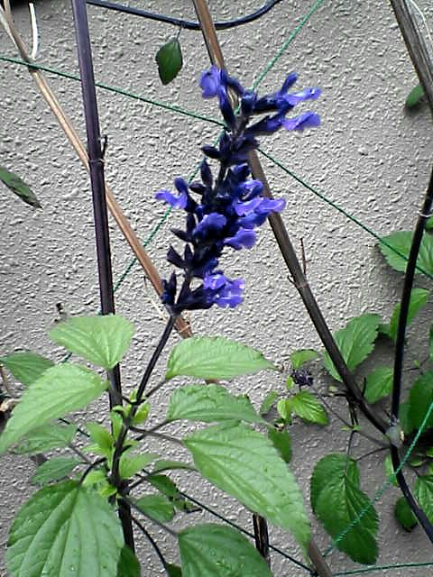 紫色の花1