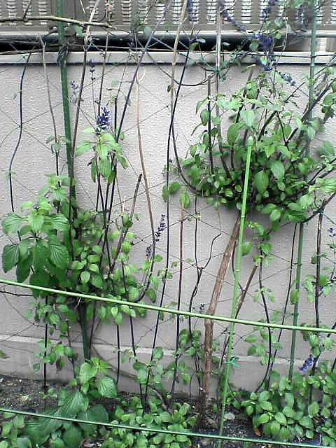紫色の花・全体