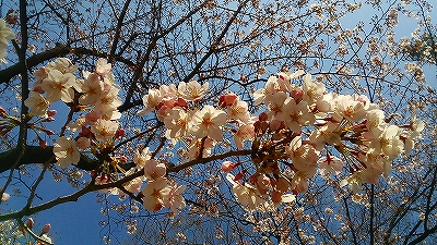 sakura2016.jpg