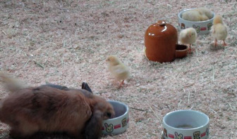 ペット王国 うさぎ ひよこ