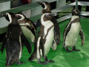 ペット王国 ペンギン