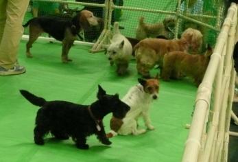 イヌとのふれあい