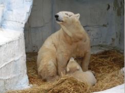 天王寺動物園 シロクマ 赤ちゃん