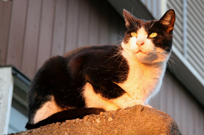 20061231野良猫@初台