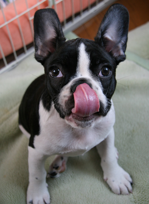 20070321Taro@HatsudaiHouse