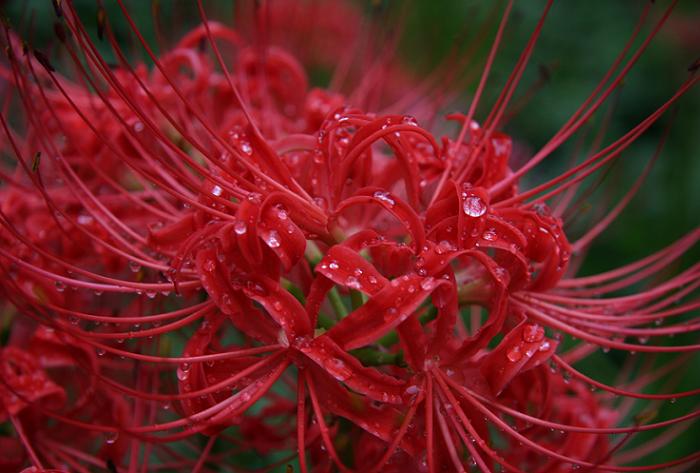 20070929彼岸花@高麗 巾着田曼珠沙華公園