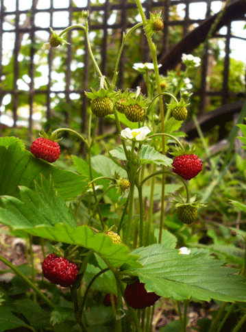 wildstrawberry