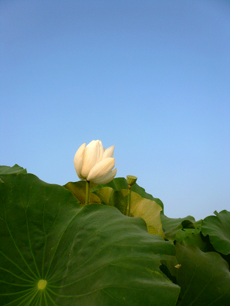蓮