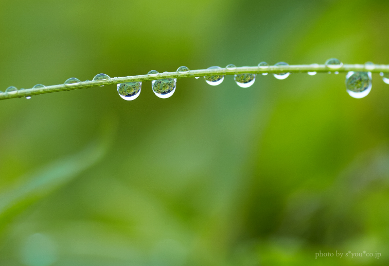 雨植物