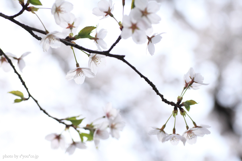 SAKURA