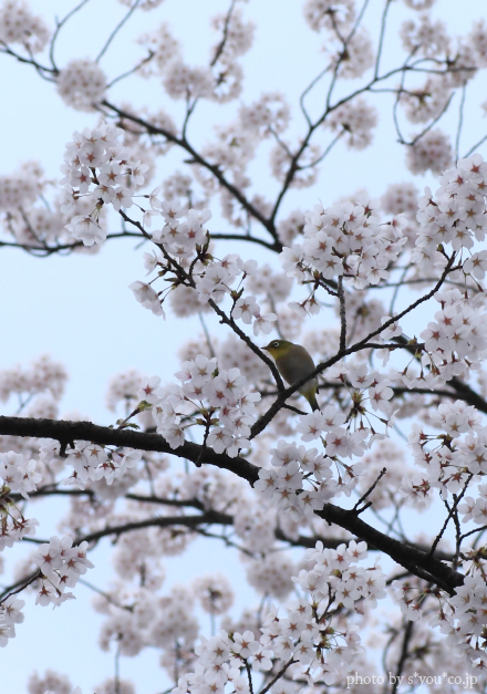SAKURA