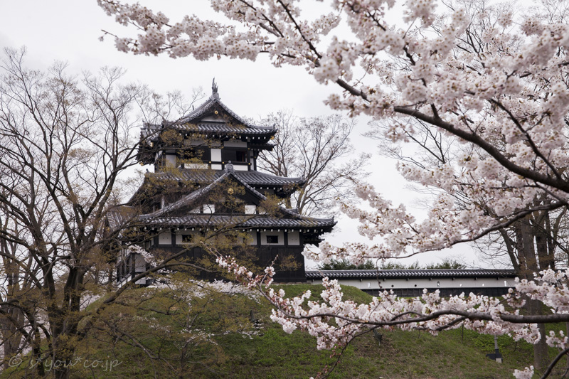 SAKURA