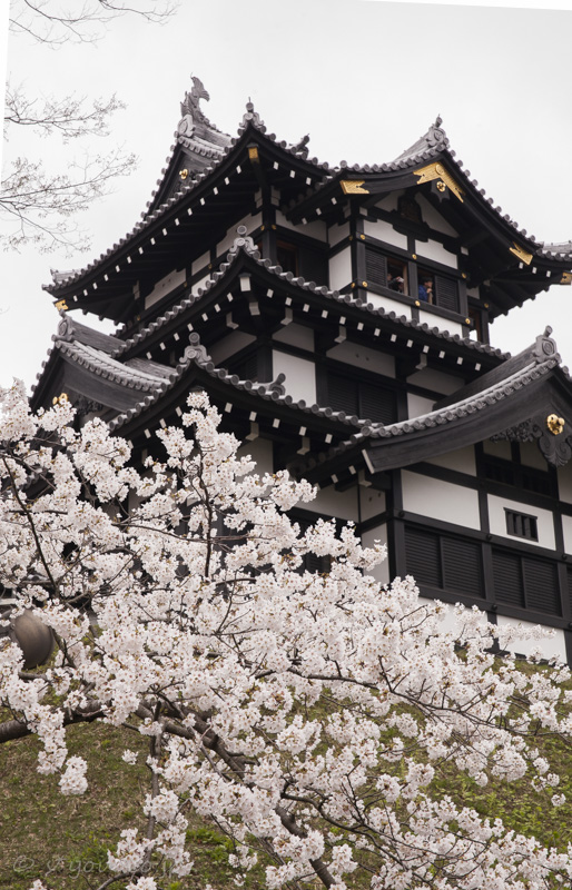 SAKURA