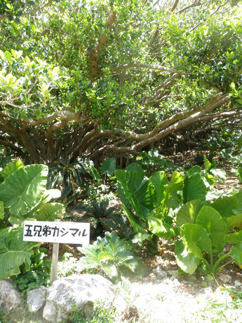 5兄弟1.jpg