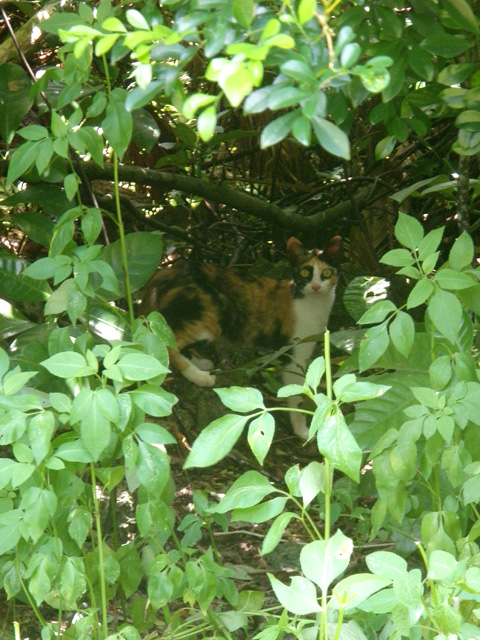 はとまやまねこ3.jpg