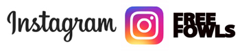 インスタフリーフォールス2.jpg