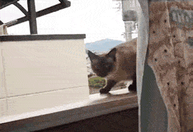 20150219b.gif
