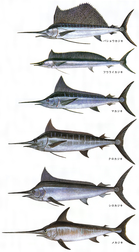 かじき3.jpg
