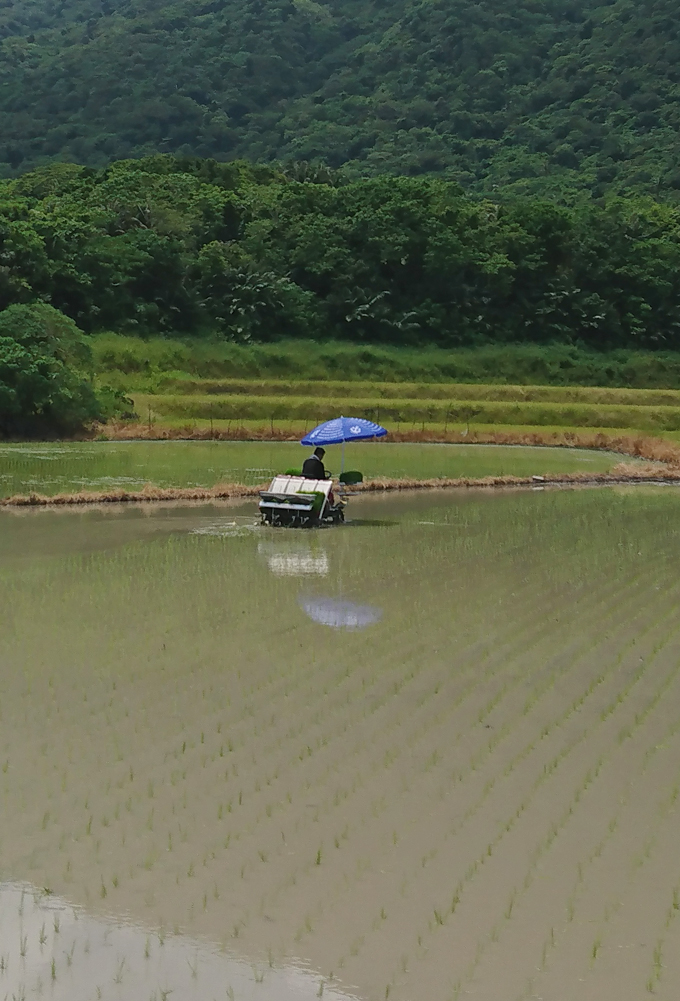 パラソル農業1.jpg
