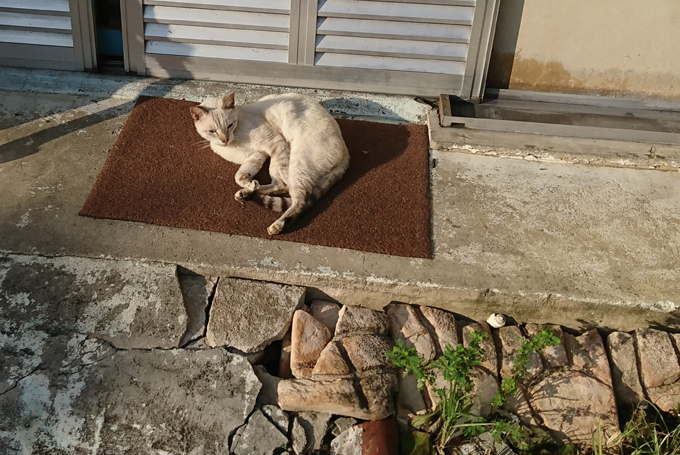 猫秋.jpg