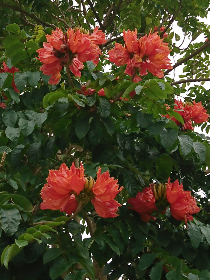 謎花1.jpg