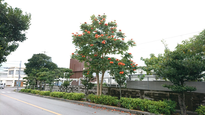 謎花2.jpg