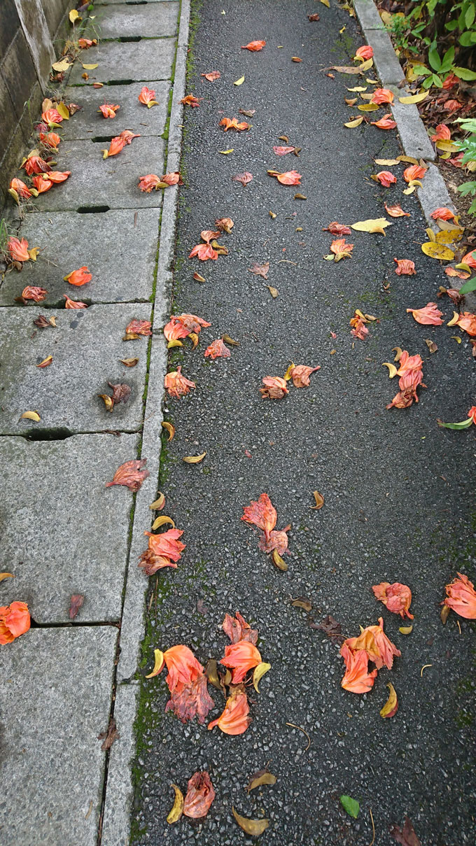 謎花3.jpg
