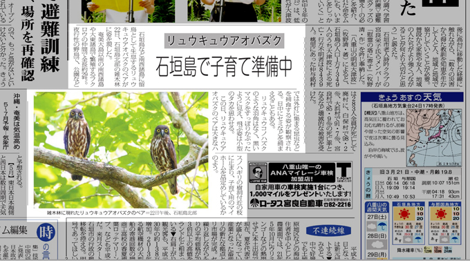 リュウキュウアオバズク2.jpg