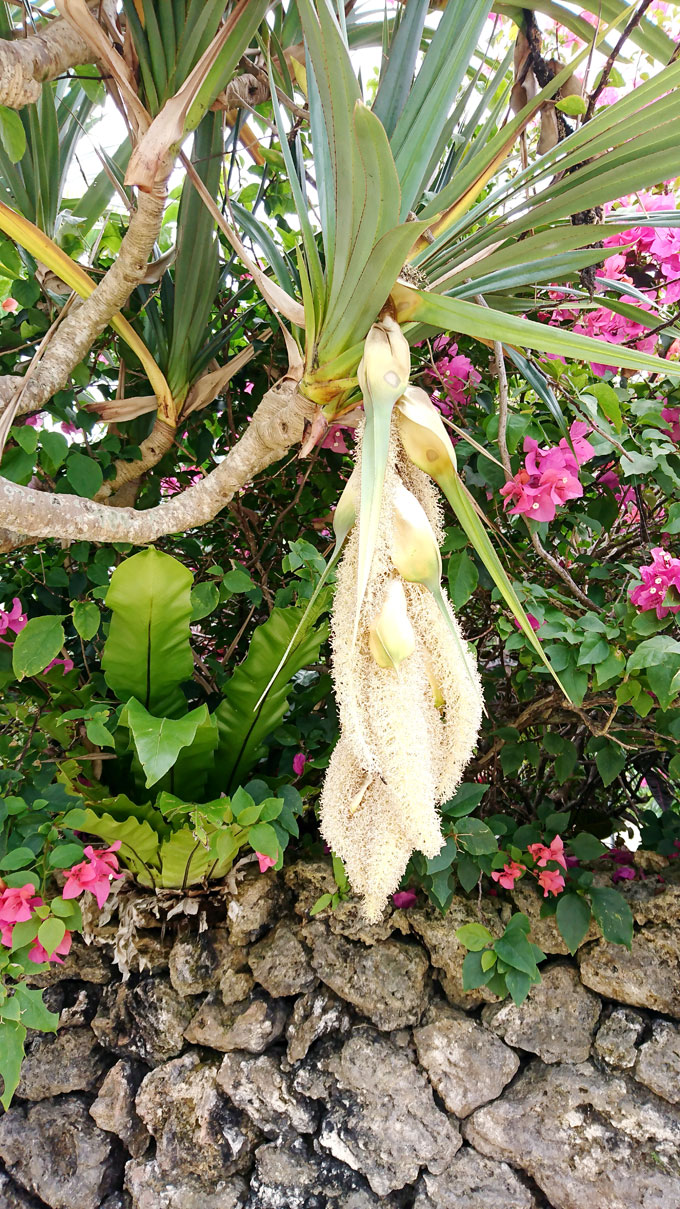 アダンの花.jpg
