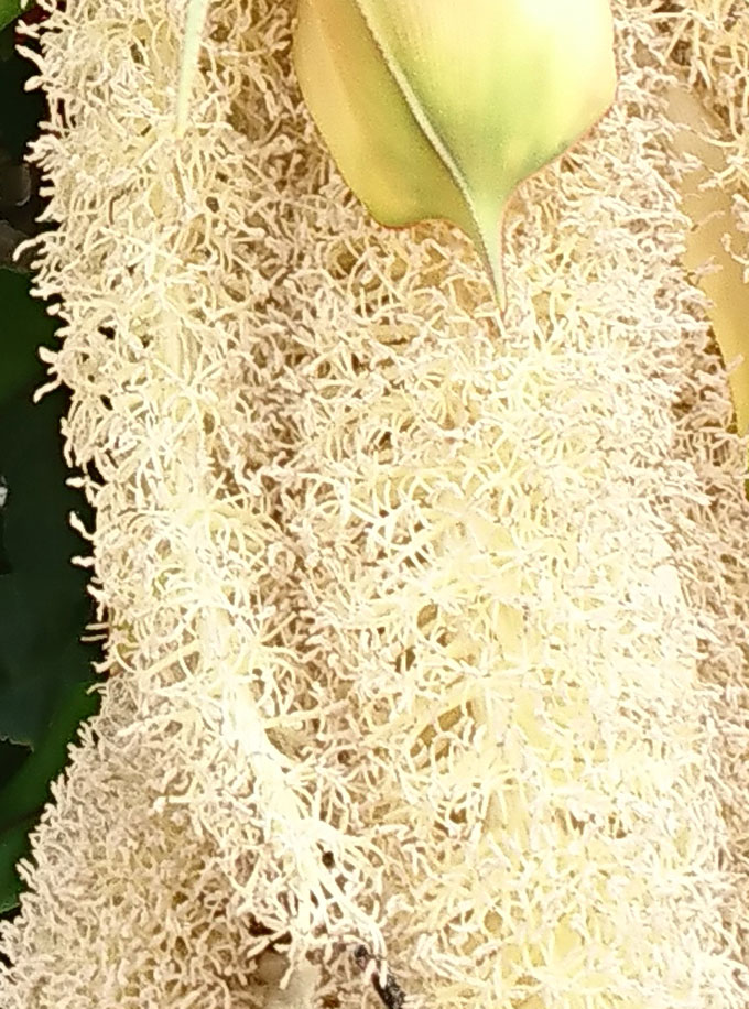 アダンの花3.jpg