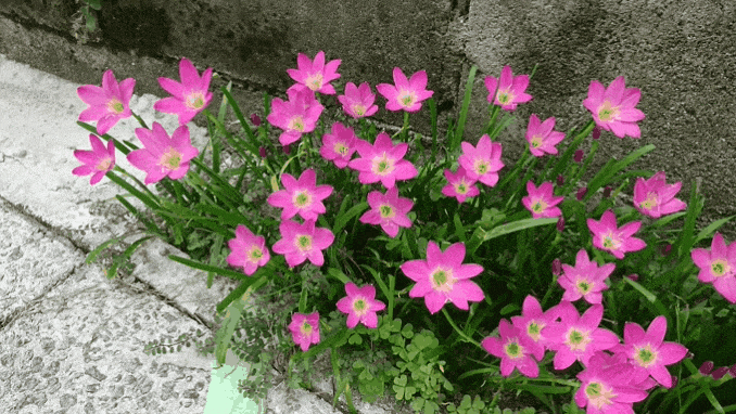20190824_091055.gif