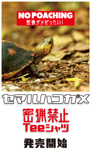 ハコガメバナー2.jpg