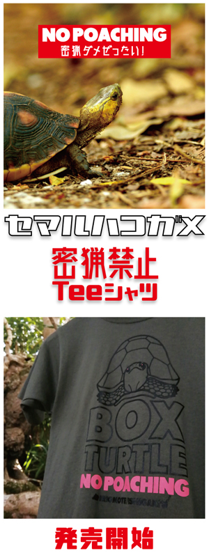 セマルハコガメバナー2.jpg