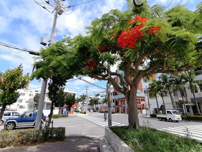 夏の花.jpg