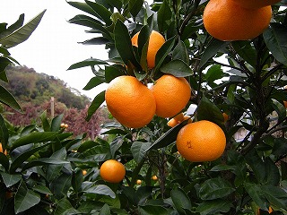 みかん