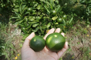 摘果