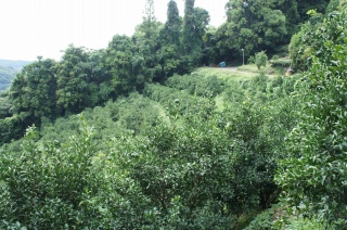 柑橘畑