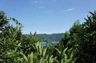 海