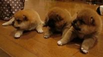 柴犬